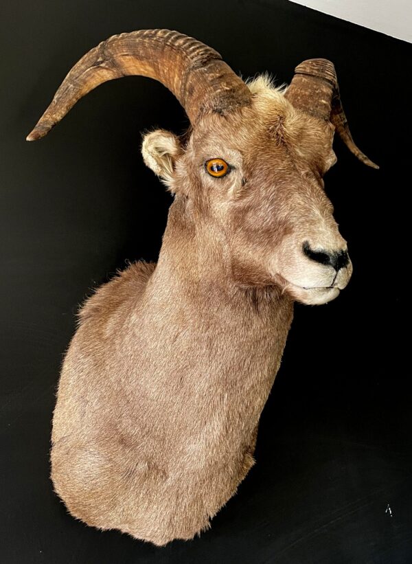 Mounted head of a snowsheep