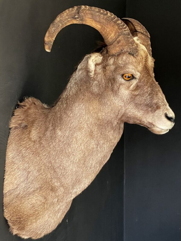 Mounted head of a snowsheep