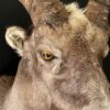 Mounted head of a snowsheep