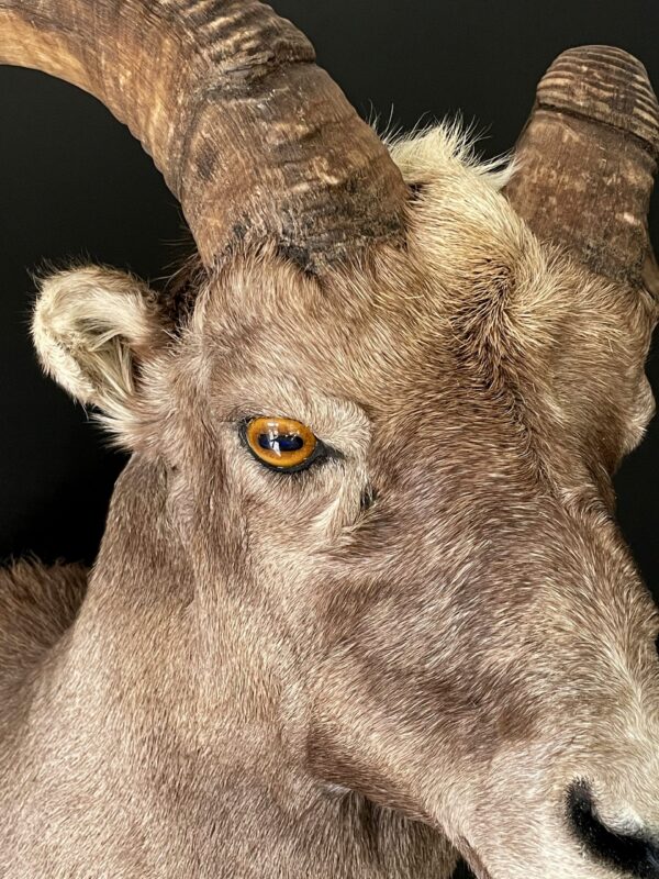 Mounted head of a snowsheep