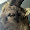 Mounted head of a snowsheep