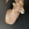 Mounted head of a snowsheep