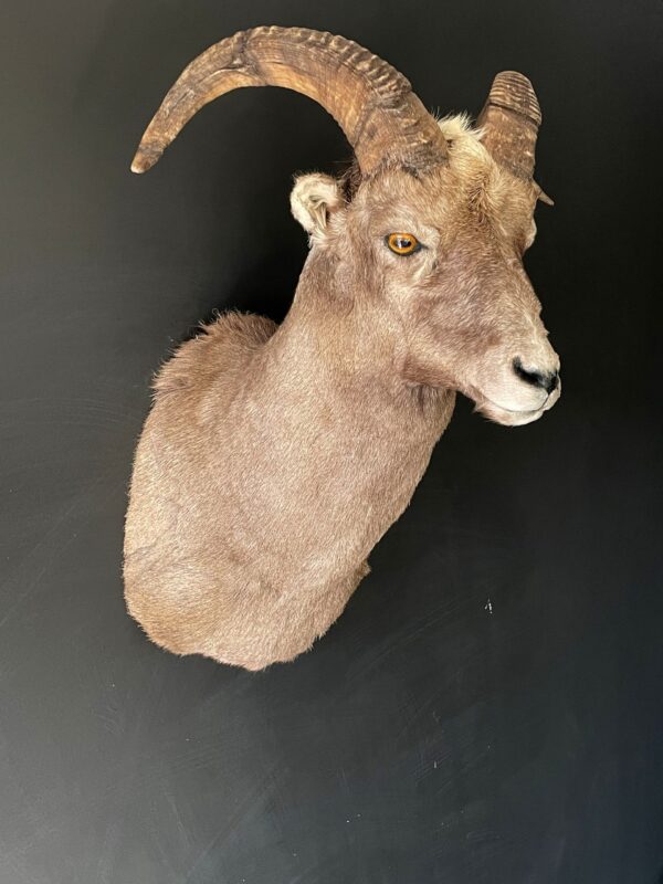 Mounted head of a snowsheep