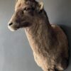 Mounted ibex head