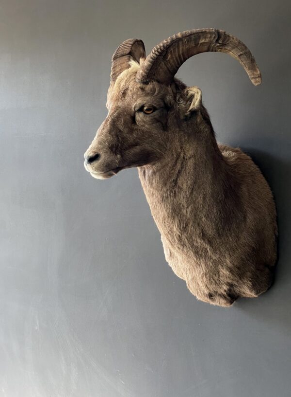 Mounted head of a snowsheep