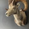 Indrukwekkende kop van een Stonesheep