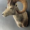 Impressive head of a Stonesheep