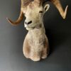 Mounted head of a Dallsheep