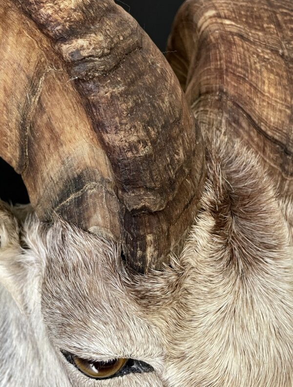 Impressive head of a Stonesheep