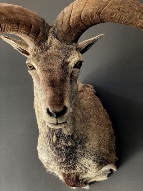 Beautiful head of a blue sheep