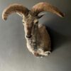 Mounted head of a Dallsheep