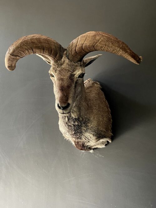 Beautiful head of a blue sheep