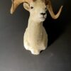 Mounted head of a Dallsheep