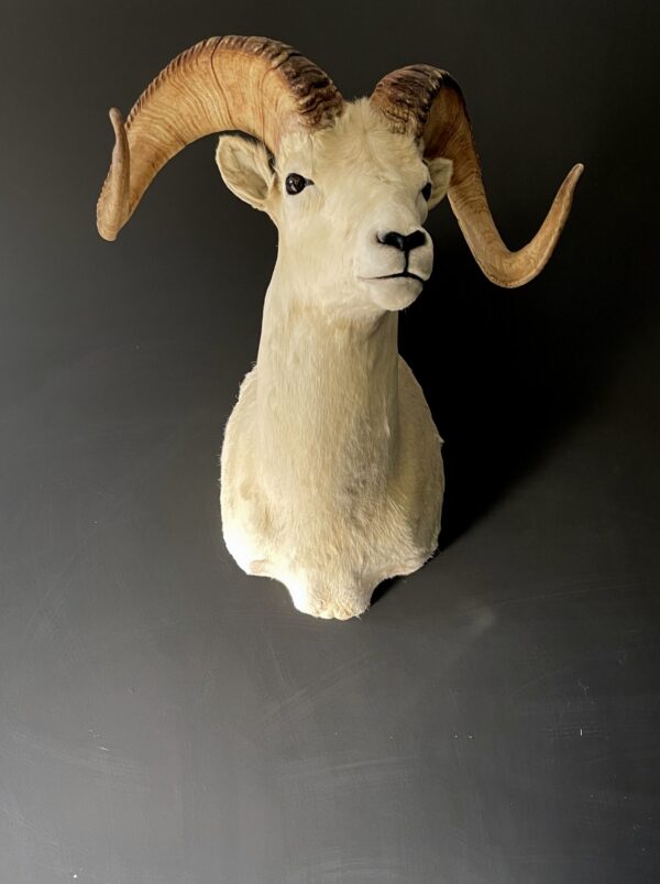 Mounted head of a Dallsheep