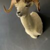 Mounted head of a Dallsheep