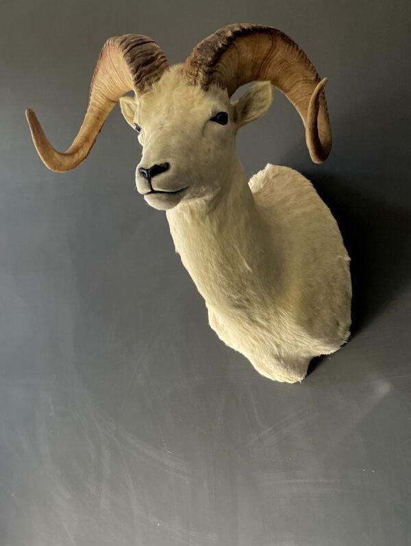 Mounted head of a Dallsheep