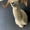 Mounted head of a Dallsheep