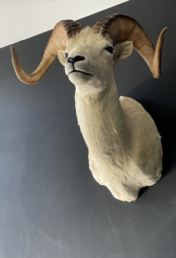 Mounted head of a Dallsheep