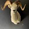 Mounted head of a Dallsheep