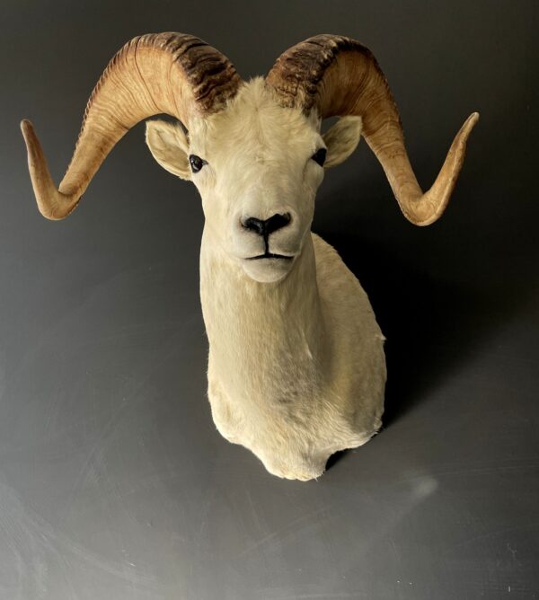 Mounted head of a Dallsheep