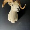 Mounted head of a Dallsheep