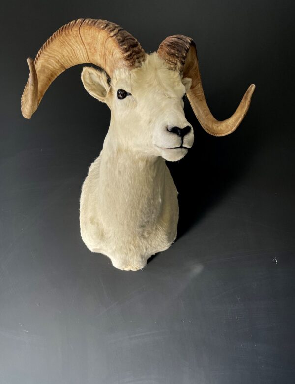 Mounted head of a Dallsheep