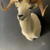 Mounted head of a Dallsheep