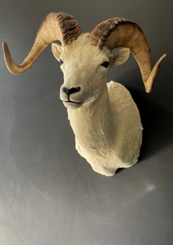 Mounted head of a Dallsheep