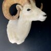 Mounted head of a Dallsheep