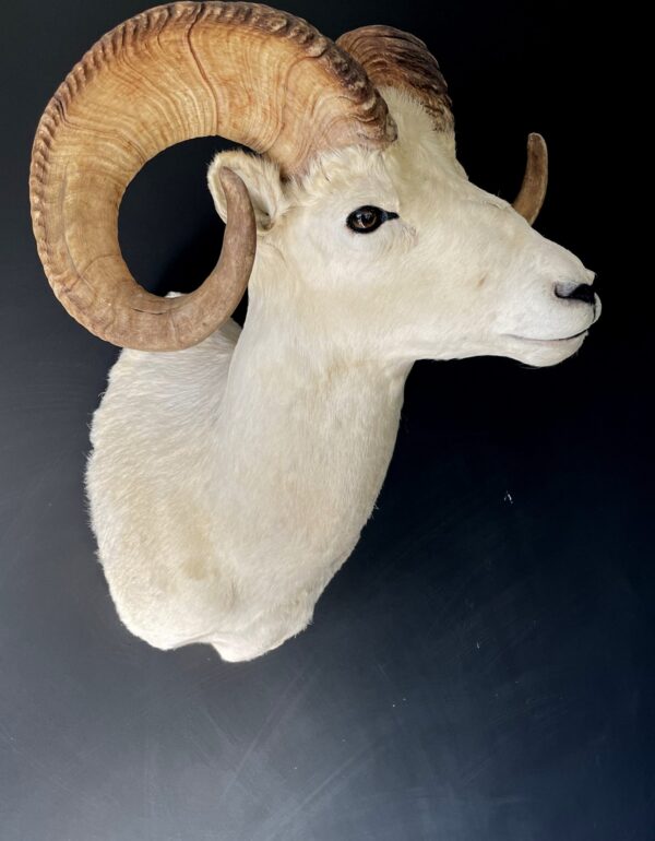 Mounted head of a Dallsheep