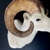 Mounted head of a Dallsheep