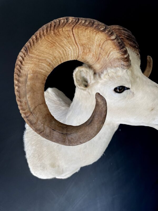 Mounted head of a Dallsheep