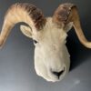 Mounted head of a Dallsheep