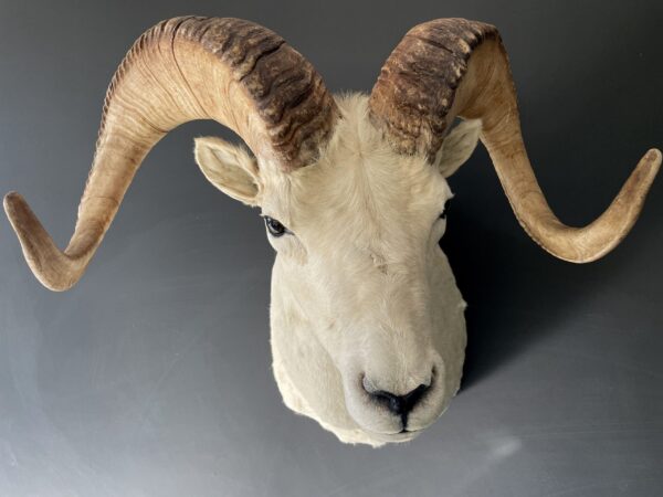 Mounted head of a Dallsheep