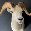 Mounted head of a Dallsheep