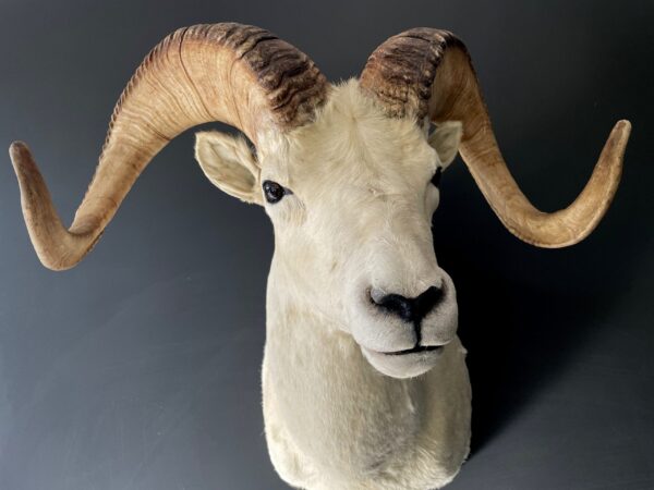 Mounted head of a Dallsheep