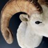 Mounted head of a Dallsheep