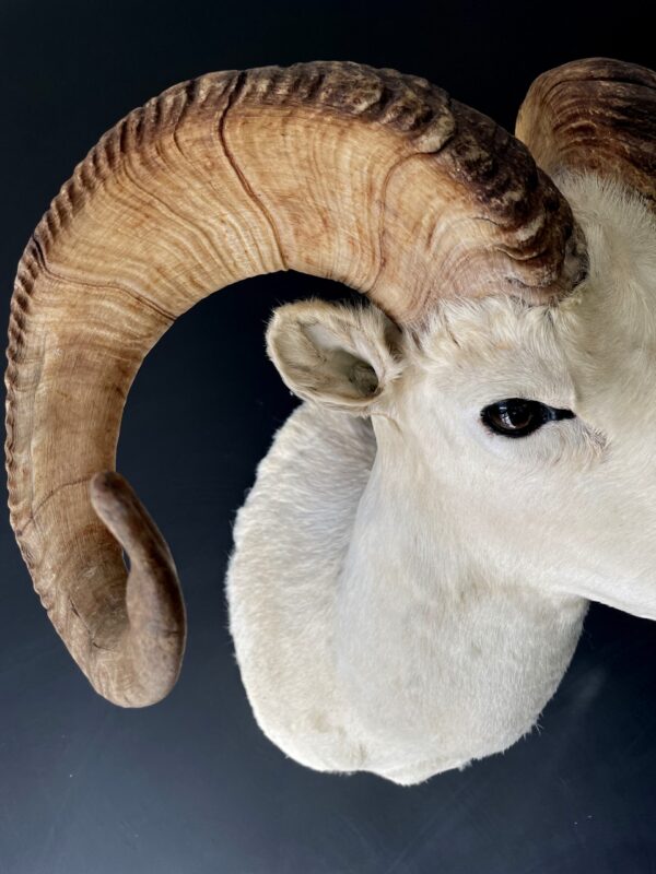 Mounted head of a Dallsheep