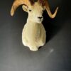 Mounted head of a Dallsheep