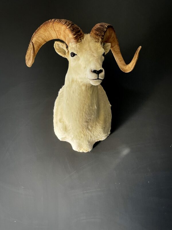 Mounted head of a Dallsheep