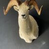 Mounted head of a Dallsheep