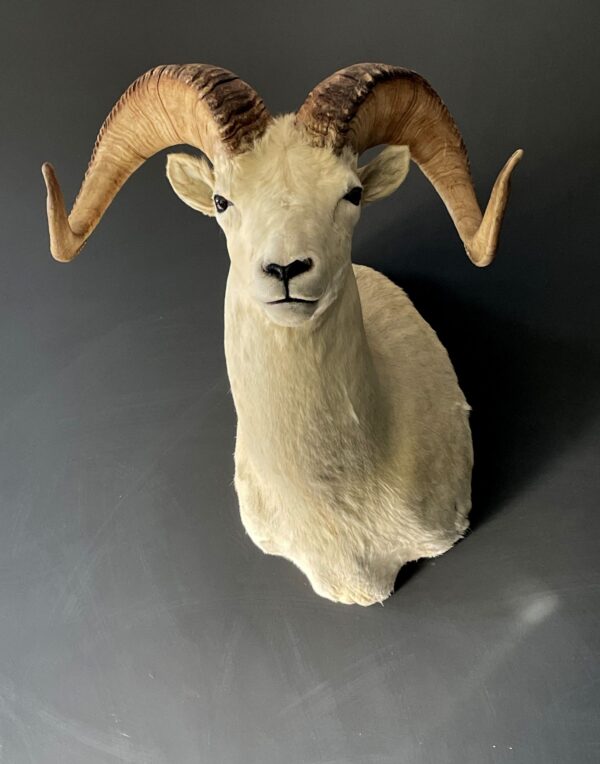 Mounted head of a Dallsheep