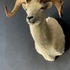 Mounted head of a Dallsheep