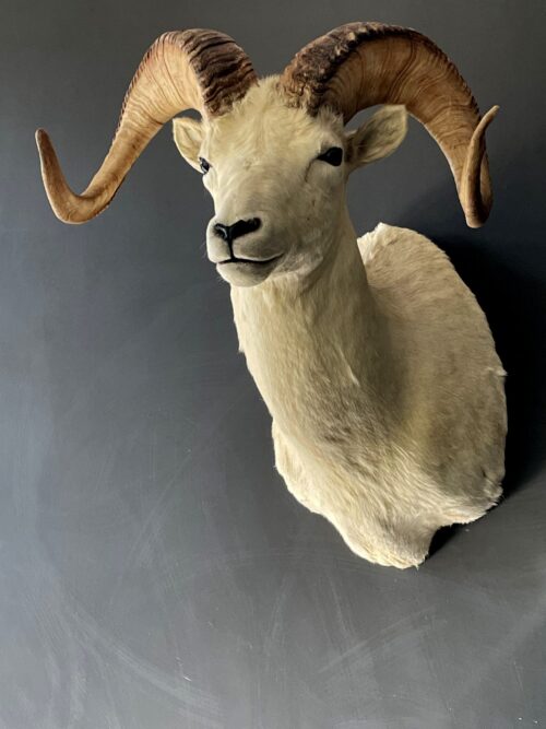 Mounted head of a Dallsheep
