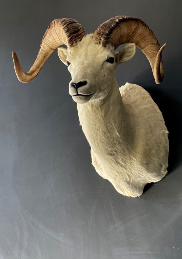 Mounted head of a Dallsheep