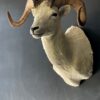 Mounted head of a Dallsheep