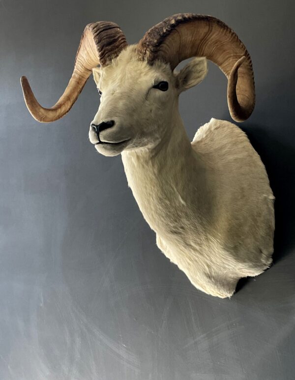 Mounted head of a Dallsheep