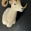 Mounted head of a Dallsheep