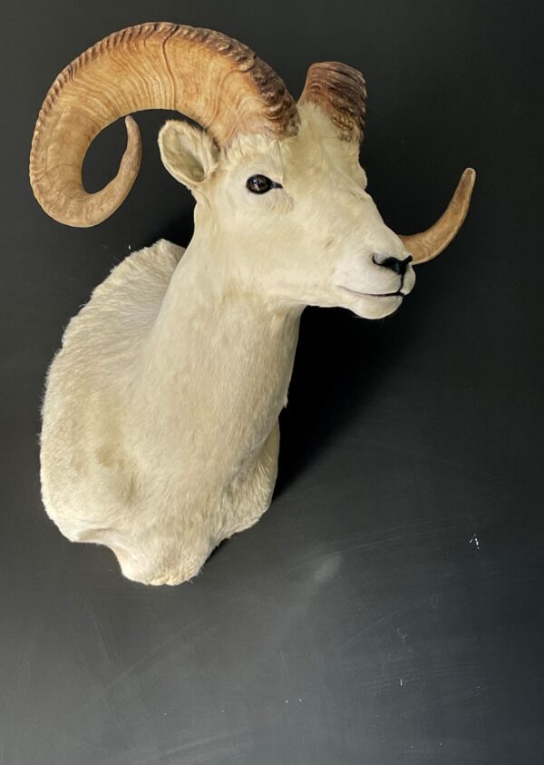 Mounted head of a Dallsheep