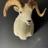 Mounted head of a Dallsheep